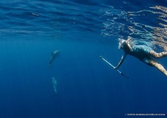 Navire MOGUNTIA Nage avec les Dauphins